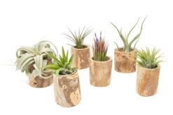 Small Driftwood Container - Choose Your Custom Tillandsia Air Plant