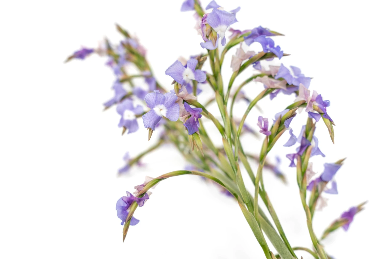 Tillandsia Duratii - Multiple Sizes - Limited Quantities 15 Tillandsia Duratii - Multiple Sizes - Limited Quantities - Image 15