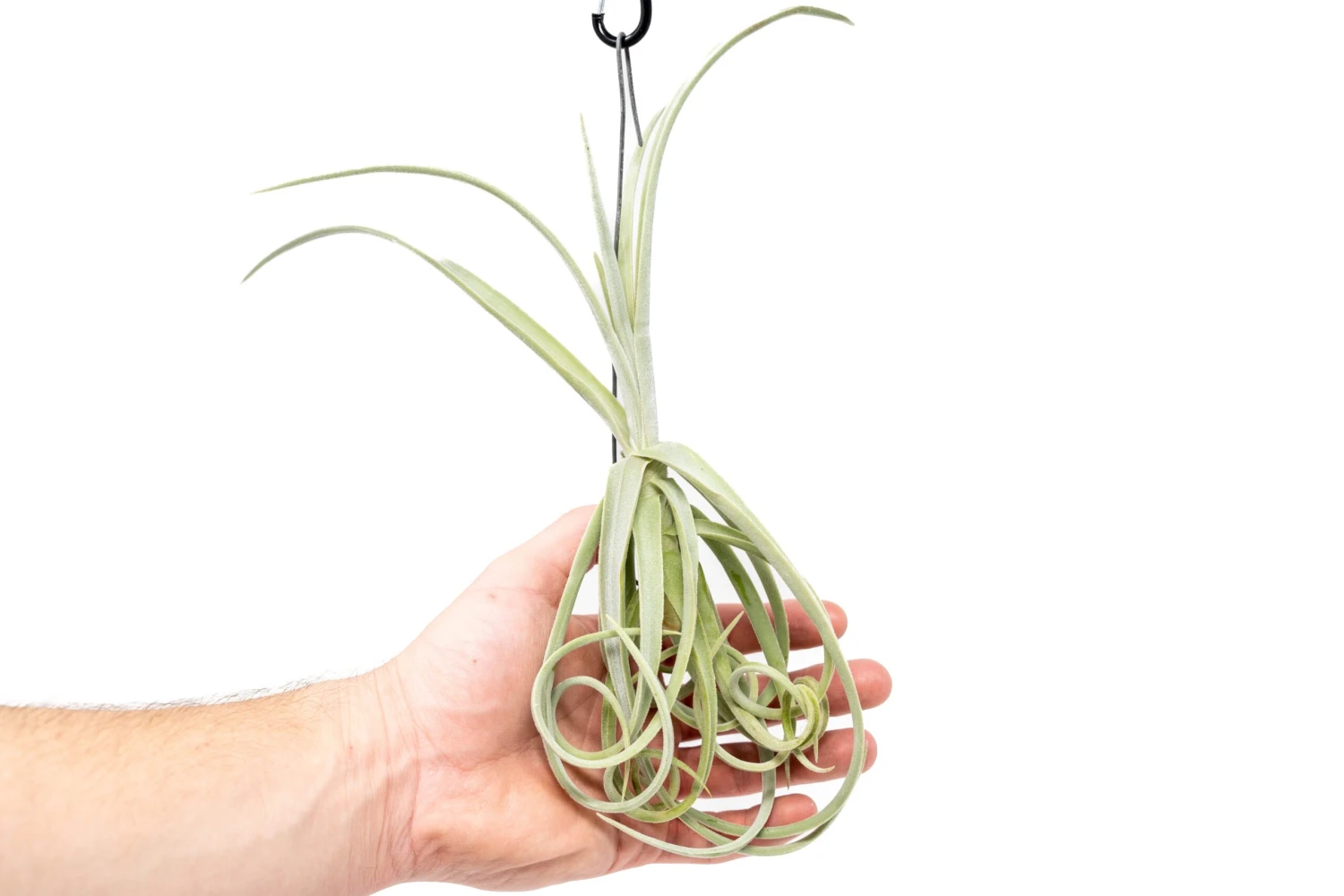 Tillandsia Duratii - Multiple Sizes - Limited Quantities 5 Tillandsia Duratii - Multiple Sizes - Limited Quantities - Image 5