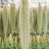 XL Colombia Thick Spanish Moss - Tillandsia Usneoides - GIANT Clump