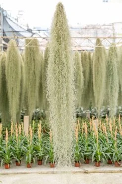 XL Colombia Thick Spanish Moss - Tillandsia Usneoides - GIANT Clump