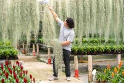 XL Colombia Thick Spanish Moss - Tillandsia Usneoides - GIANT Clump -Air Plant World Tillandsia Air Plant Extra Large Spanish Moss Usneoides 3