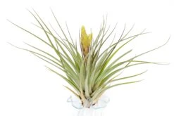 Tillandsia Fasciculata 'Tropiflora' Air Plant -Air Plant World Tillandsia Air Plant Fasciculata Tropiflora 2
