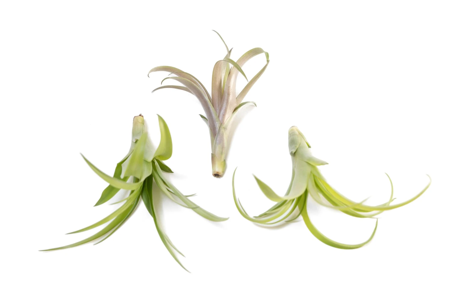 SALE - Tillandsia Flabellata Air Plants - Set Of 5 Or 10 - 50% Off 3 SALE - Tillandsia Flabellata Air Plants - Set Of 5 Or 10 - 50% Off - Image 3