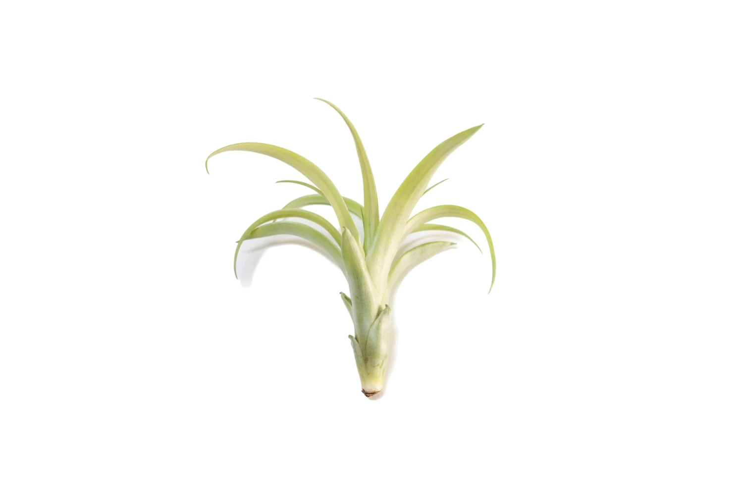 SALE - Tillandsia Flabellata Air Plants - Set Of 5 Or 10 - 50% Off 2 SALE - Tillandsia Flabellata Air Plants - Set Of 5 Or 10 - 50% Off - Image 2