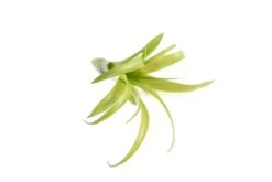 SALE - Tillandsia Flabellata Air Plants - Set Of 5 Or 10 - 50% Off 9 SALE - Tillandsia Flabellata Air Plants - Set Of 5 Or 10 - 50% Off -Air Plant World Tillandsia Air Plant Flabellata 3