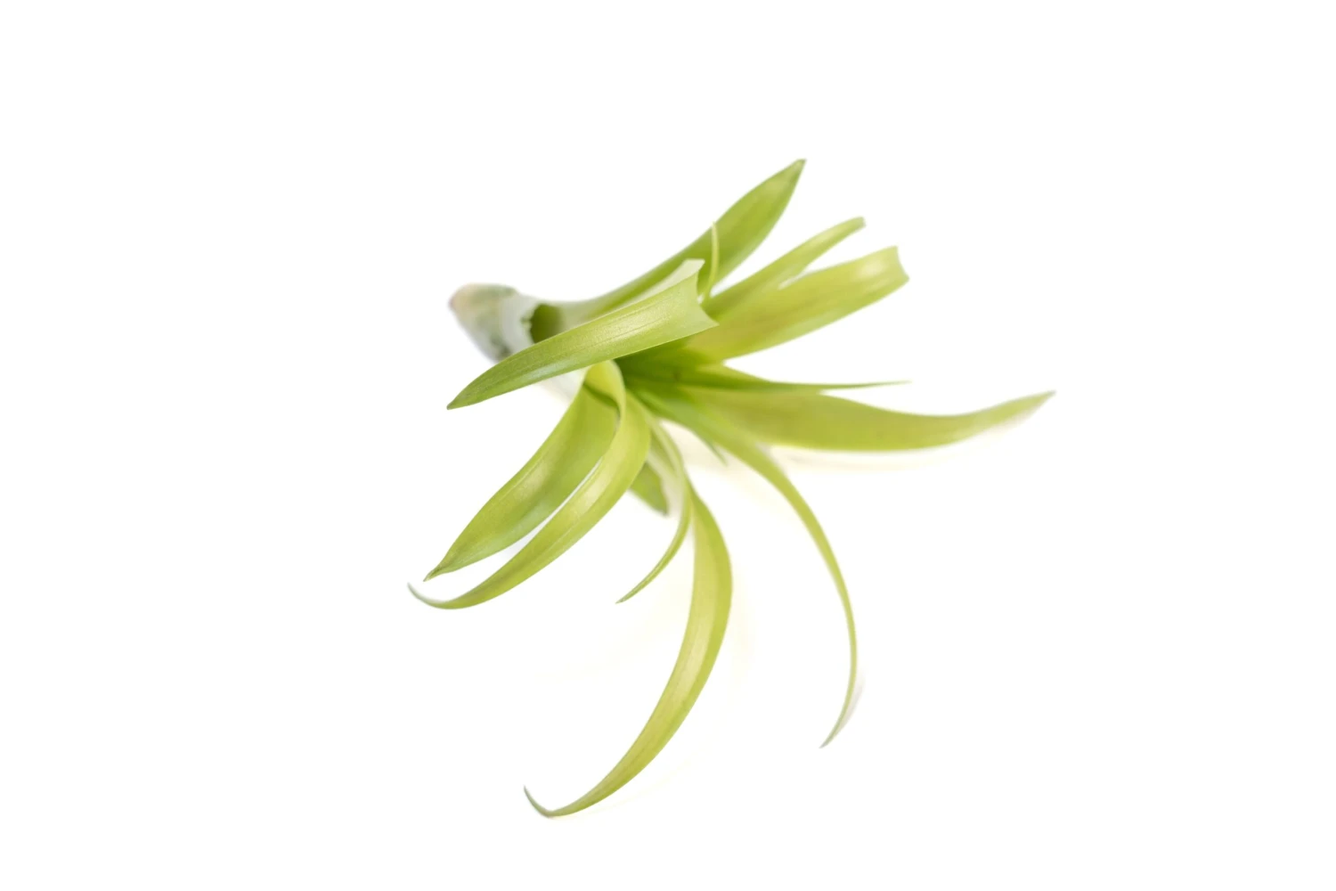 SALE - Tillandsia Flabellata Air Plants - Set Of 5 Or 10 - 50% Off 5 SALE - Tillandsia Flabellata Air Plants - Set Of 5 Or 10 - 50% Off - Image 5