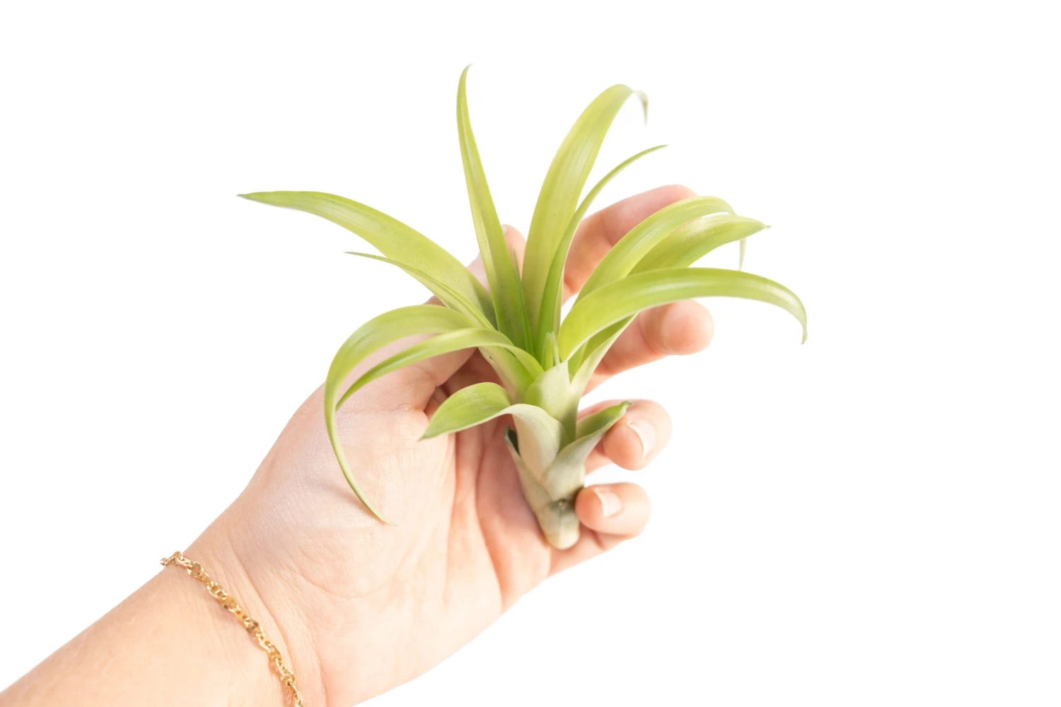 SALE - Tillandsia Flabellata Air Plants - Set Of 5 Or 10 - 50% Off 1 SALE - Tillandsia Flabellata Air Plants - Set Of 5 Or 10 - 50% Off