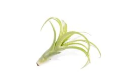 SALE - Tillandsia Flabellata Air Plants - Set Of 5 Or 10 - 50% Off 8 SALE - Tillandsia Flabellata Air Plants - Set Of 5 Or 10 - 50% Off -Air Plant World Tillandsia Air Plant Flabellata 5