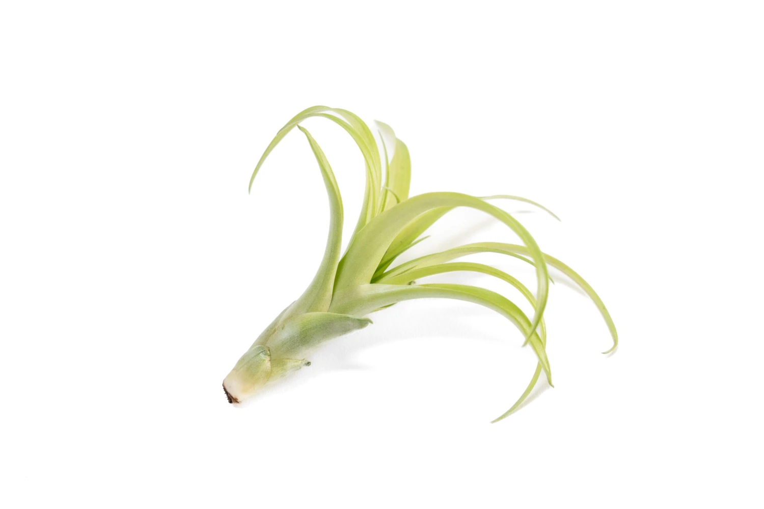 SALE - Tillandsia Flabellata Air Plants - Set Of 5 Or 10 - 50% Off 4 SALE - Tillandsia Flabellata Air Plants - Set Of 5 Or 10 - 50% Off - Image 4