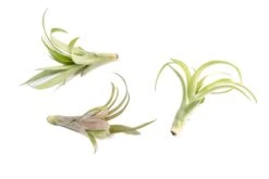 Tillandsia Flabellata Air Plants -Air Plant World Tillandsia Air Plant Flabellata 6