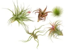 Premium Florida-Grown Collection Of Tillandsia Air Plants -Air Plant World Tillandsia Air Plant Florida Grown Variety Pack 1