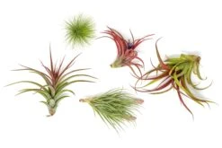 Premium Florida-Grown Collection Of Tillandsia Air Plants -Air Plant World Tillandsia Air Plant Florida Grown Variety Pack 2