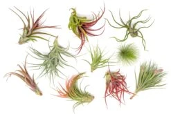 Premium Florida-Grown Collection Of Tillandsia Air Plants -Air Plant World Tillandsia Air Plant Florida Grown Variety Pack 4