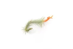 Tillandsia Funckiana Air Plants -Air Plant World Tillandsia Air Plant Funckiana 2 1