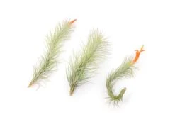 Tillandsia Funckiana Air Plants -Air Plant World Tillandsia Air Plant Funckiana 3