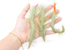 Tillandsia Funckiana Air Plants -Air Plant World Tillandsia Air Plant Funckiana 5