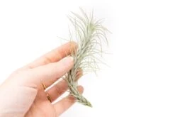 The Mayan Collection Of Tillandsia Air Plants -Air Plant World Tillandsia Air Plant Funckiana 6 adb26da0 f95e 42b9 a680 478da890f0c3