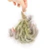 Large Hanging Cluster - Tillandsia Funckiana Air Plants - Limited Quantities