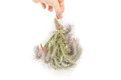 Large Hanging Cluster - Tillandsia Funckiana Air Plants - Limited Quantities