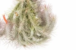 Large Hanging Cluster - Tillandsia Funckiana Air Plants - Limited Quantities -Air Plant World Tillandsia Air Plant Funckiana Clump 3