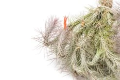 Large Hanging Cluster - Tillandsia Funckiana Air Plants - Limited Quantities -Air Plant World Tillandsia Air Plant Funckiana Clump 5