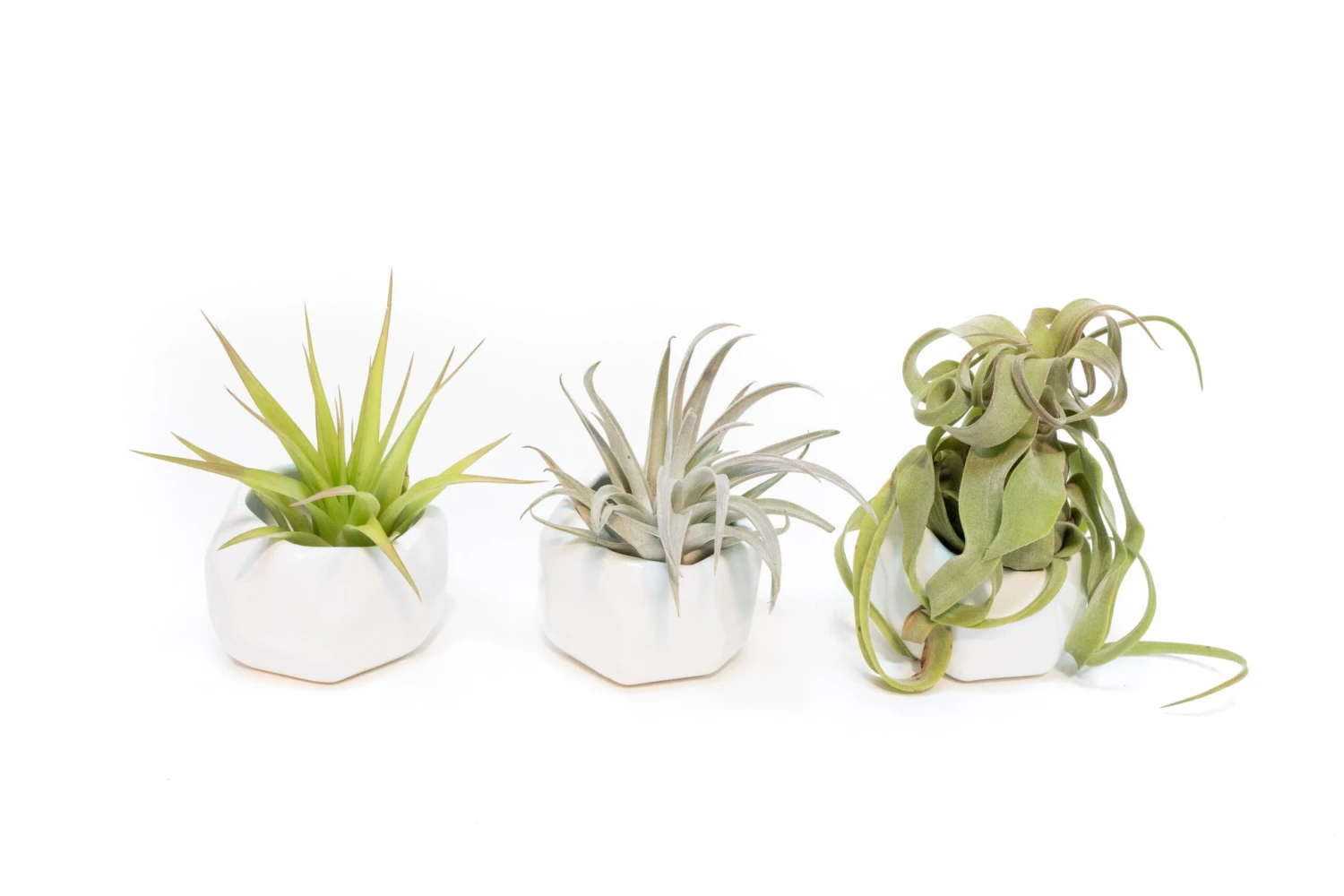 Trio Of White Geometric Ceramic Containers With Assorted Tillandsia Air Plants 1 Trio Of White Geometric Ceramic Containers With Assorted Tillandsia Air Plants