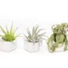 Trio Of White Geometric Ceramic Containers With Custom Tillandsia Air Plants