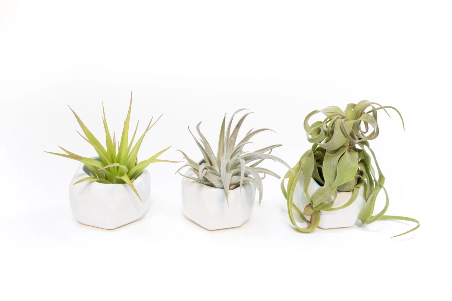 Trio Of White Geometric Ceramic Containers With Custom Tillandsia Air Plants 1 Trio Of White Geometric Ceramic Containers With Custom Tillandsia Air Plants
