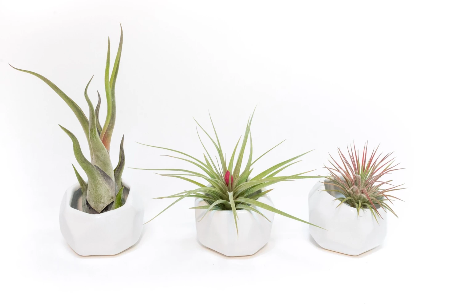 Trio Of White Geometric Ceramic Containers With Assorted Tillandsia Air Plants 3 Trio Of White Geometric Ceramic Containers With Assorted Tillandsia Air Plants - Image 3
