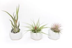 White Geometric Ceramic Container 8 White Geometric Ceramic Container -Air Plant World Tillandsia Air Plant Geometric Ceramic Container 86 9355a1fa bc80 4cf4 af59 6f5e1436a008