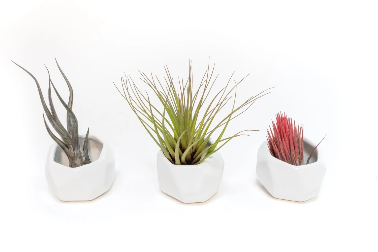 Trio Of White Geometric Ceramic Containers With Assorted Tillandsia Air Plants 4 Trio Of White Geometric Ceramic Containers With Assorted Tillandsia Air Plants - Image 4
