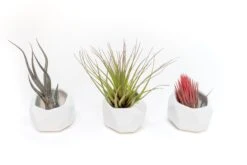 Trio Of White Geometric Ceramic Containers With Custom Tillandsia Air Plants 6 Trio Of White Geometric Ceramic Containers With Custom Tillandsia Air Plants -Air Plant World Tillandsia Air Plant Geometric Ceramic Container 87 d78082ac 2619 4102 a5f1 54aa29a00294