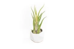White Geometric Ceramic Container With Custom Premium Tillandsia Air Plant -Air Plant World Tillandsia Air Plant Geometric Ceramic Container 89