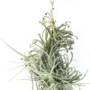 Incredible Tillandsia Duratii - Giant Specimen Plants - Limited Quantities