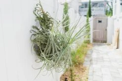 Incredible Tillandsia Duratii - Giant Specimen Plants - Limited Quantities -Air Plant World Tillandsia Air Plant Giant Duratii 8