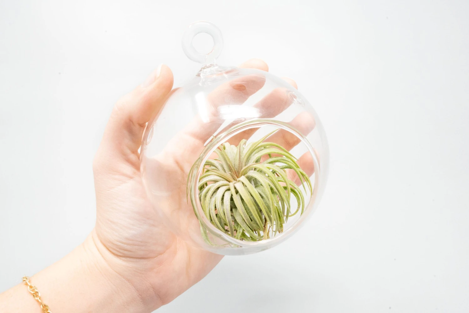 Hanging Round Bottom Glass Terrariums 2 Hanging Round Bottom Glass Terrariums - Image 2