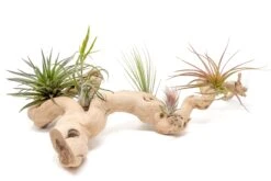 Large Multi-Branched Grapewood Display - Choose Custom Tillandsia Air Plants -Air Plant World Tillandsia Air Plant Grapevine Wood Display Large Multiple 1 2