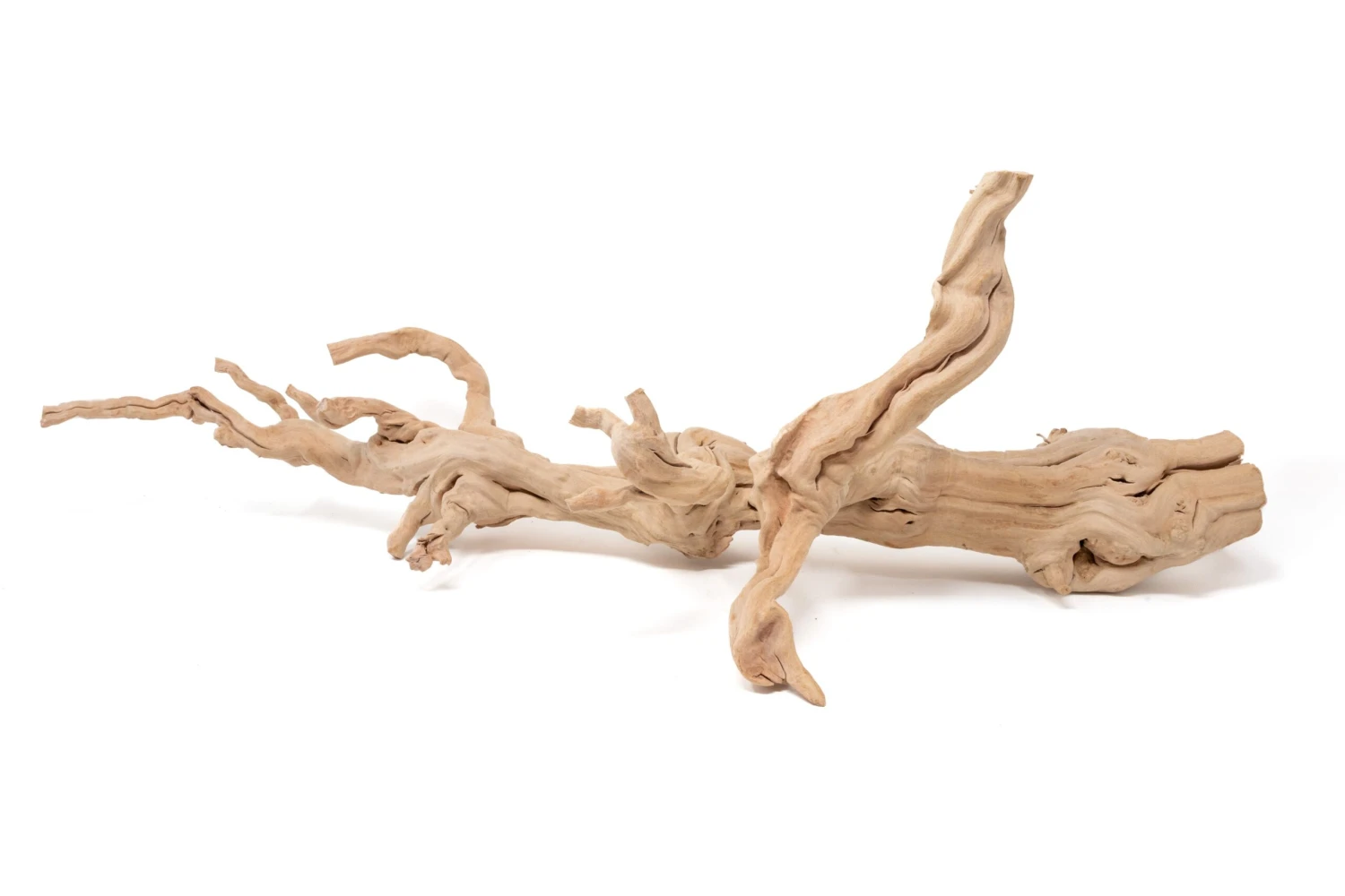 Large Multi-Branched Grapewood Display With 5 Assorted Tillandsia Air Plants 6 Large Multi-Branched Grapewood Display With 5 Assorted Tillandsia Air Plants - Image 6