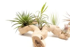 Large Multi-Branched Grapewood Display - Choose Custom Tillandsia Air Plants -Air Plant World Tillandsia Air Plant Grapevine Wood Display Large Multiple 3 1