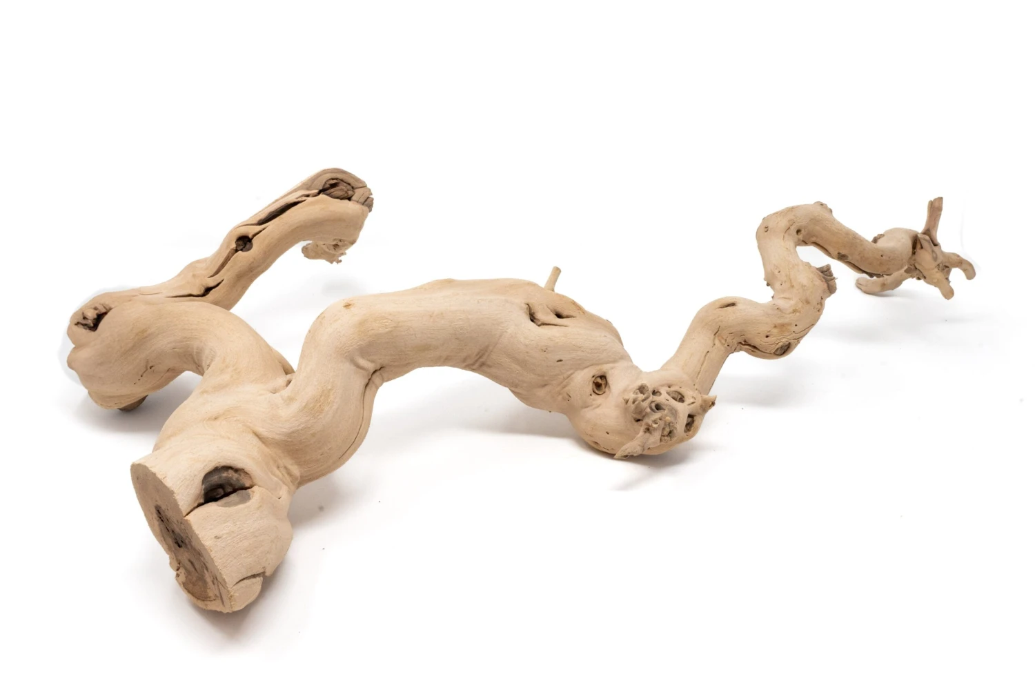 Large Multi-Branched Grapewood Display With 5 Assorted Tillandsia Air Plants 2 Large Multi-Branched Grapewood Display With 5 Assorted Tillandsia Air Plants - Image 2