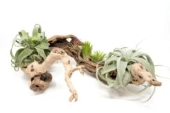 Large Multi-Branched Grapewood Display With 5 Assorted Tillandsia Air Plants 8 Large Multi-Branched Grapewood Display With 5 Assorted Tillandsia Air Plants -Air Plant World Tillandsia Air Plant Grapevine Wood Display Large Multiple 5