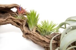 Air Plant World -Air Plant World Tillandsia Air Plant Grapevine Wood Display Large Multiple 6 1