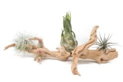 Large Multi-Branched Grapewood Display With 5 Assorted Tillandsia Air Plants 10 Large Multi-Branched Grapewood Display With 5 Assorted Tillandsia Air Plants -Air Plant World Tillandsia Air Plant Grapevine Wood Display Large Multiple 9