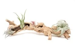 Large Single Branch Grapewood Display - Choose Custom Tillandsia Air Plants -Air Plant World Tillandsia Air Plant Grapevine Wood Display Large Single 1