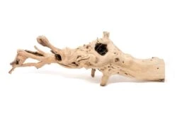 Large Single Branch Grapewood Display - Choose Custom Tillandsia Air Plants -Air Plant World Tillandsia Air Plant Grapevine Wood Display Large Single 10