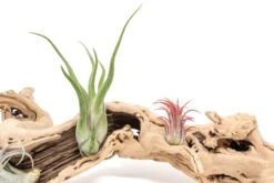 Large Single Branch Grapewood Display - Choose Custom Tillandsia Air Plants -Air Plant World Tillandsia Air Plant Grapevine Wood Display Large Single 2