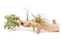 Large Single Branch Grapewood Display - Choose Custom Tillandsia Air Plants -Air Plant World Tillandsia Air Plant Grapevine Wood Display Large Single 7