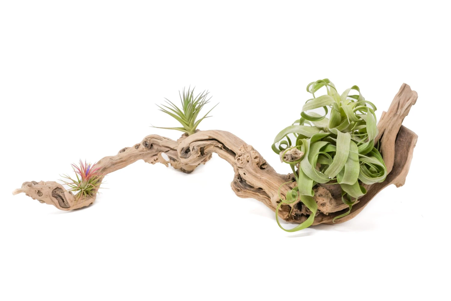 Medium Multi-Branched Grapewood Display - Choose Custom Tillandsia Air Plants 6 Medium Multi-Branched Grapewood Display - Choose Custom Tillandsia Air Plants - Image 6