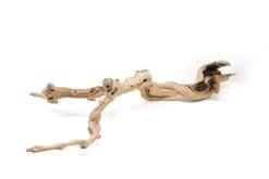 Medium Multi-Branched Grapewood Display With 3 Assorted Tillandsia Air Plants 19 Medium Multi-Branched Grapewood Display With 3 Assorted Tillandsia Air Plants -Air Plant World Tillandsia Air Plant Grapevine Wood Display Medium Multiple 10